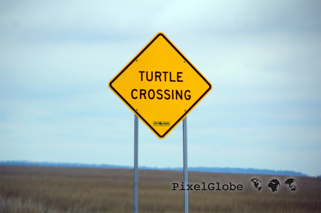 TurtleCrossing