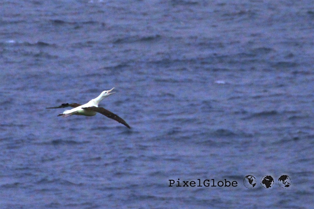 Albatross11