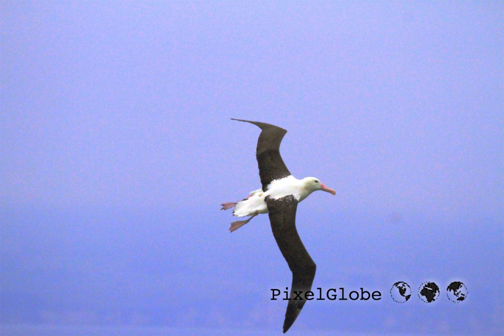 Albatross4