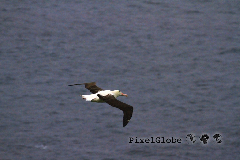 Albatross5