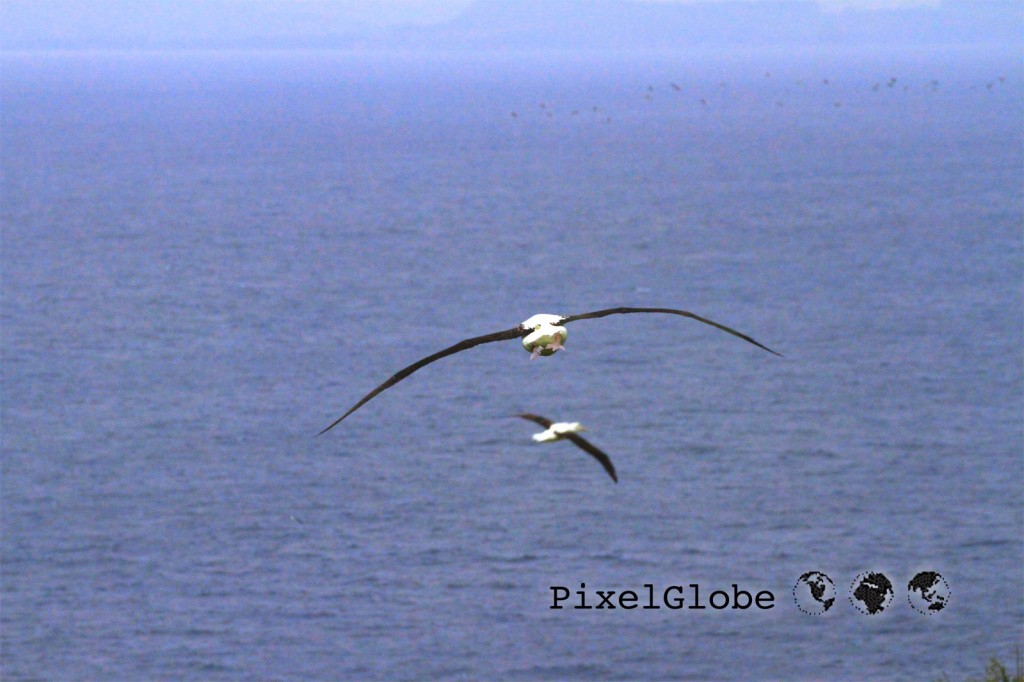 Albatross9