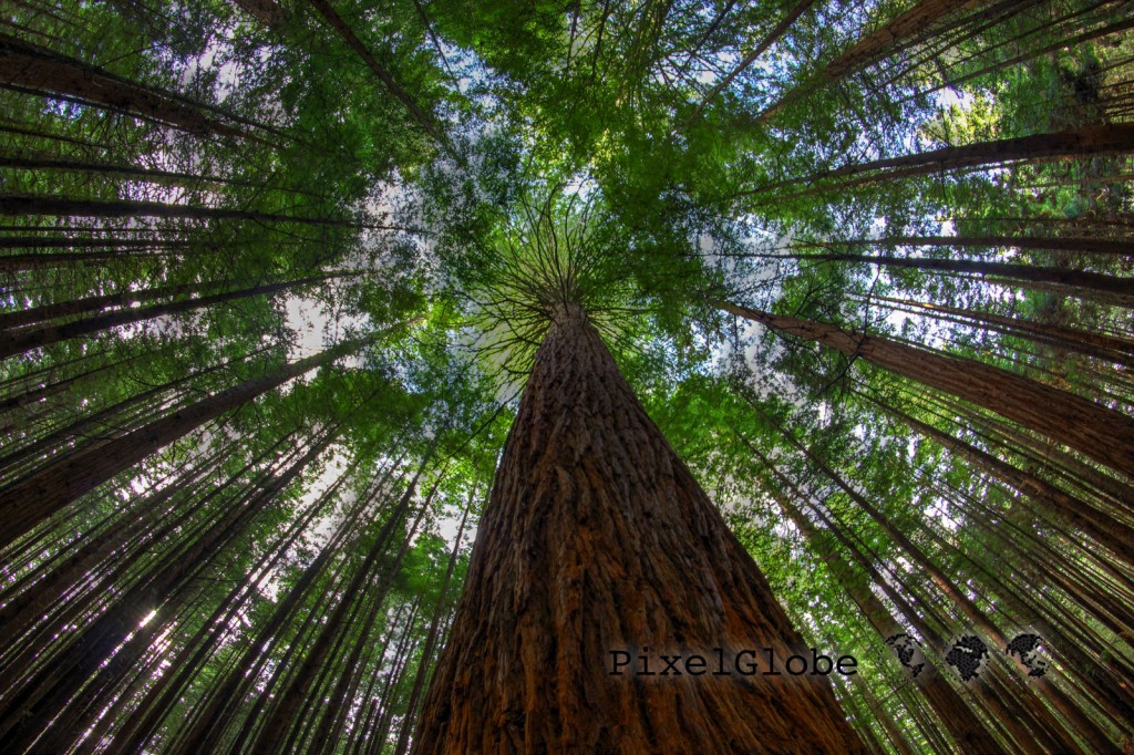 Redwoods2