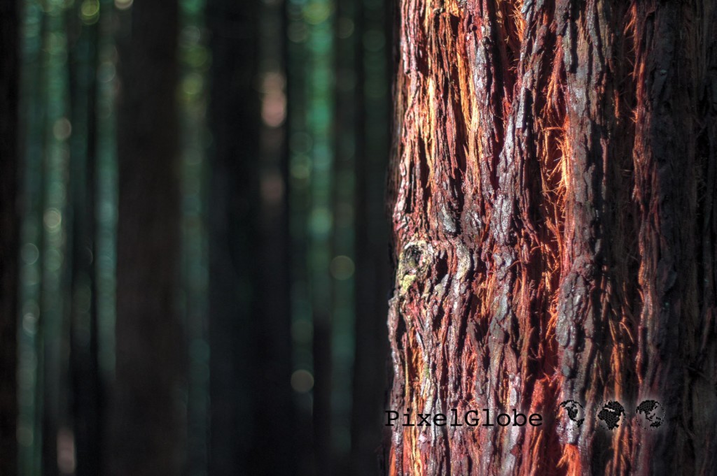 Redwoods7